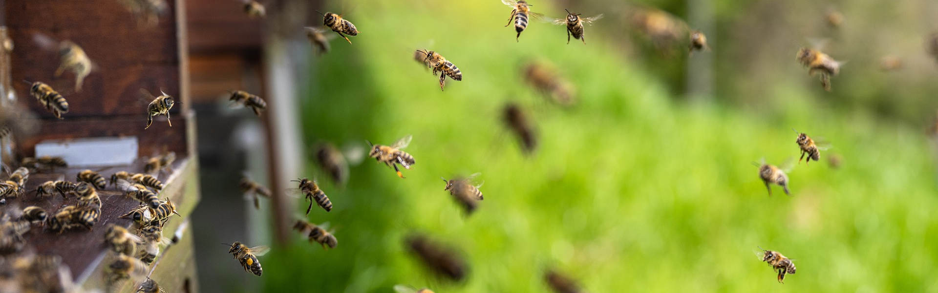 Včelky přilétají k úlu